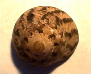 Gibbula da determinare 4